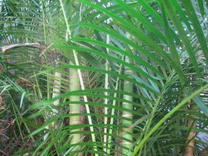 Bamboo Palm via Public Domain Pictures