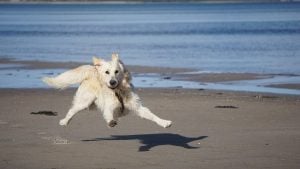 Golden Retriever Running on Beach - Image by AnjaGh from Pixabay