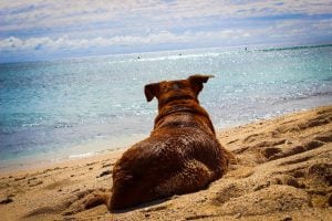 Dog Lying in Sand Looking at Water