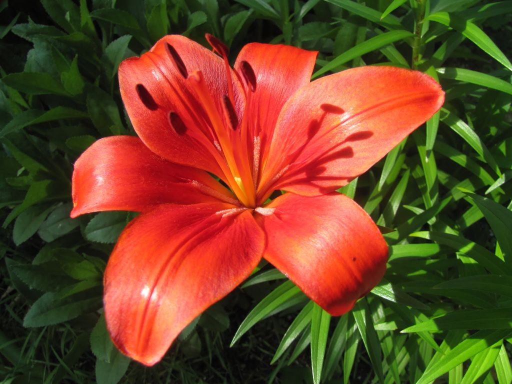 asiatic-lily