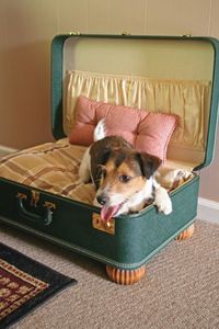 suitcase-to-dog-bed-cappers-farm