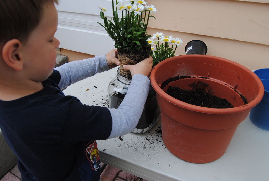 add-daisies-easy-gardening-with-kids