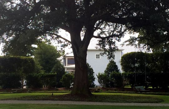 Autumn Hall - Oak Tree