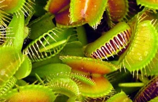 Venusy Fly Traps