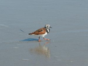 Ruddy Turnstone