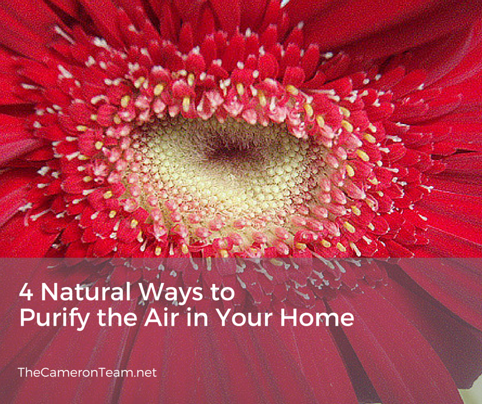 4 Natural Ways to Purify the Air in Your Home The Cameron Team