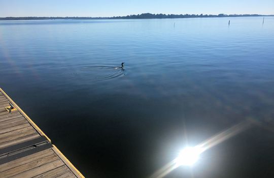Bird on Intracoastal Waterway