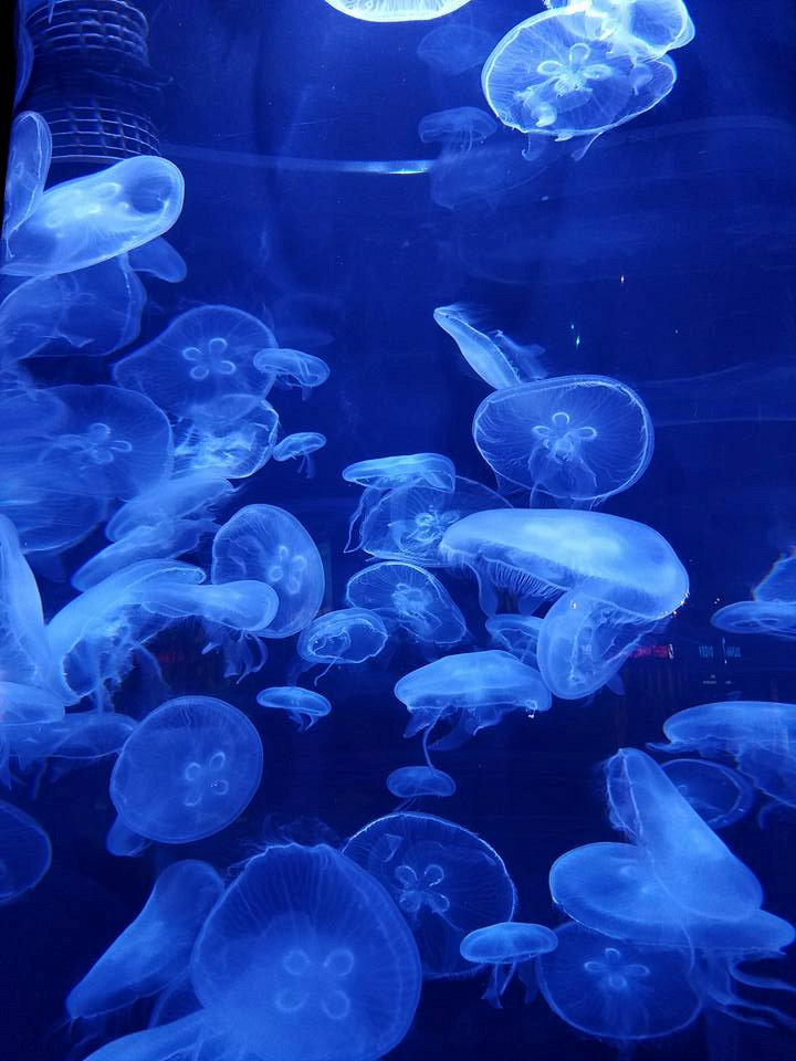 Jellyfish at NC Aquarium at Fort Fisher - The Cameron Team