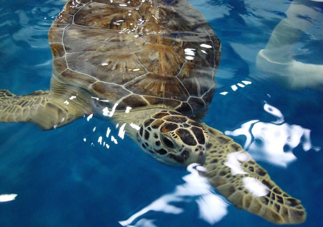 Karen Beasley Sea Turtle Rescue and Rehabilitation Center in Surf City