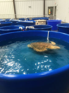 Karen Beasley Sea Turtle Rescue and Rehabilitation Center in Surf City