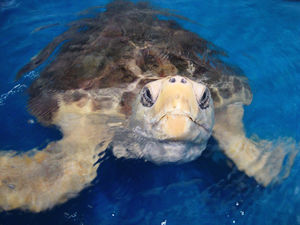 Karen Beasley Sea Turtle Rescue and Rehabilitation Center in Surf City