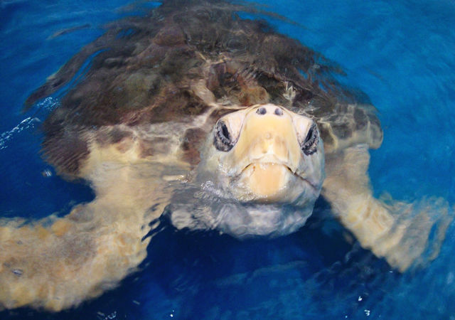 Karen Beasley Sea Turtle Rescue and Rehabilitation Center in Surf City