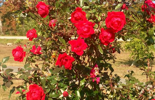 Kiwanis Park Flowers