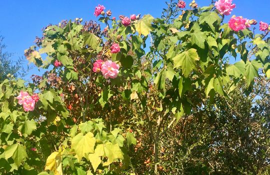 Kiwanis Park Flowers