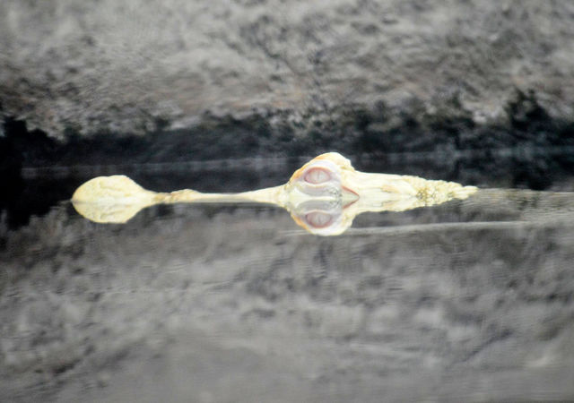 Luna the Albino Alligator at NC Aquarium at Fort Fisher - Kure Beach