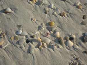 Topsail Beach Sea Shells