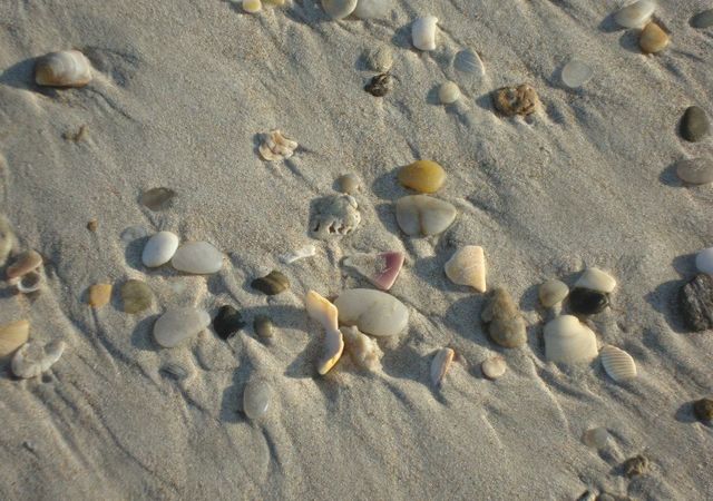 Topsail Beach Sea Shells