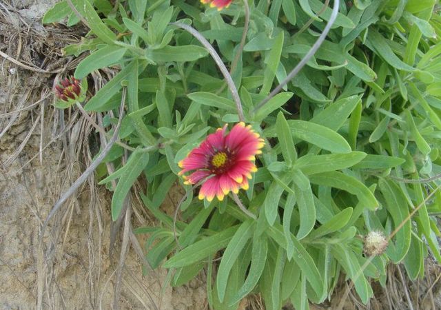 Topsail Beach Flowers