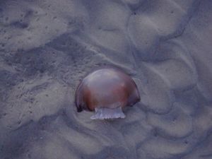 Topsail Beach Jellyfish