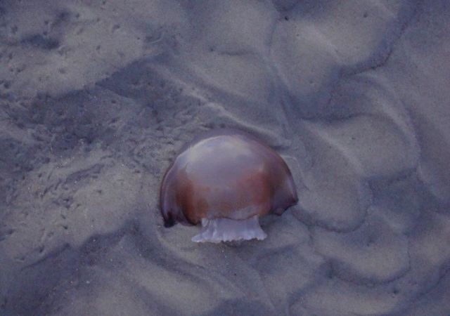 Topsail Beach Jellyfish