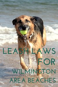 Dog Leash Laws for Wilmington Area Beaches