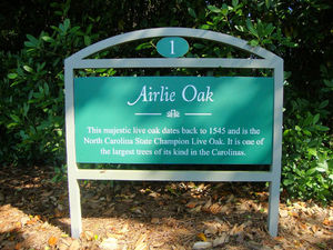 airlie-gardens-airlie-oak