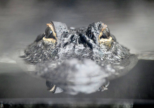 alligator-at-nc-aquarium-at-fort-fisher