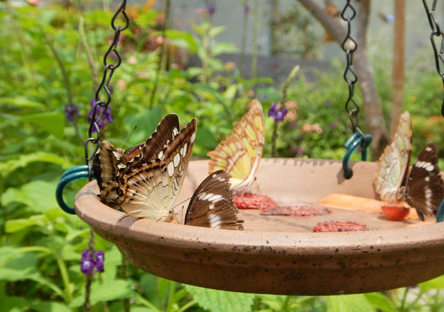 butterflies-at-nc-aquarium-at-fort-fisher