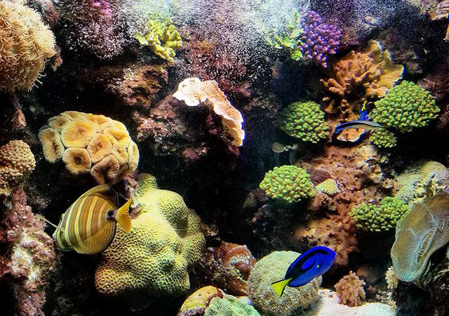 dory-at-nc-aquarium-at-fort-fisher