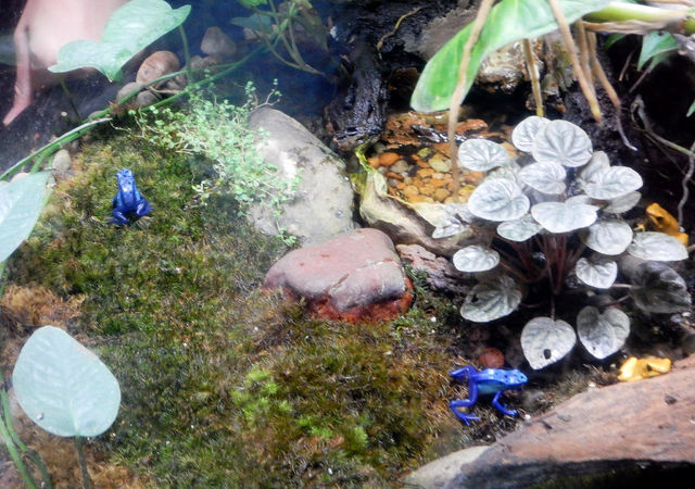 frogs-at-nc-aquarium-at-fort-fisher