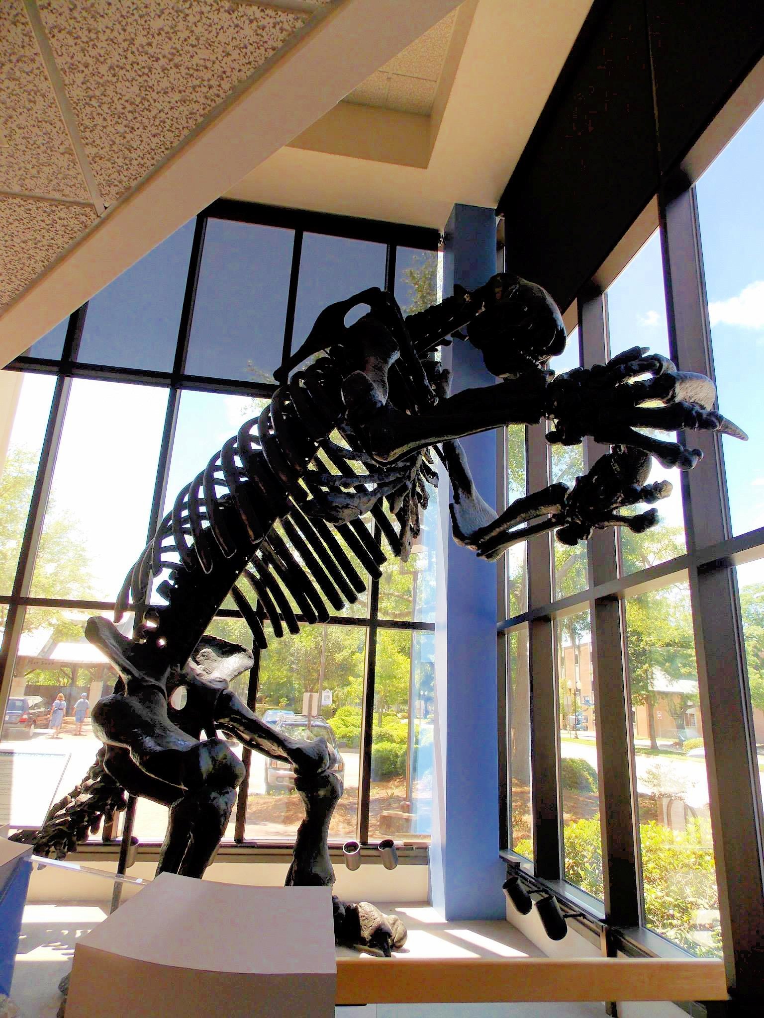 Giant Sloth - Cape Fear Museum