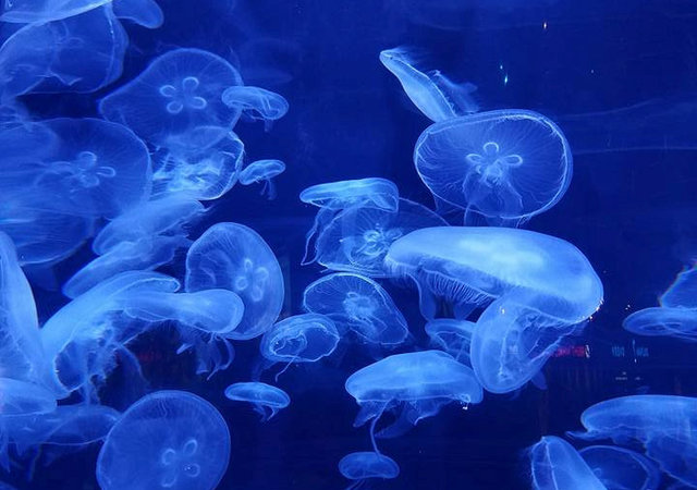 jellyfish-at-nc-aquarium-at-fort-fisher