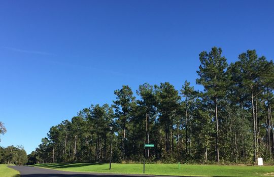 Forest Hills - Streetscape