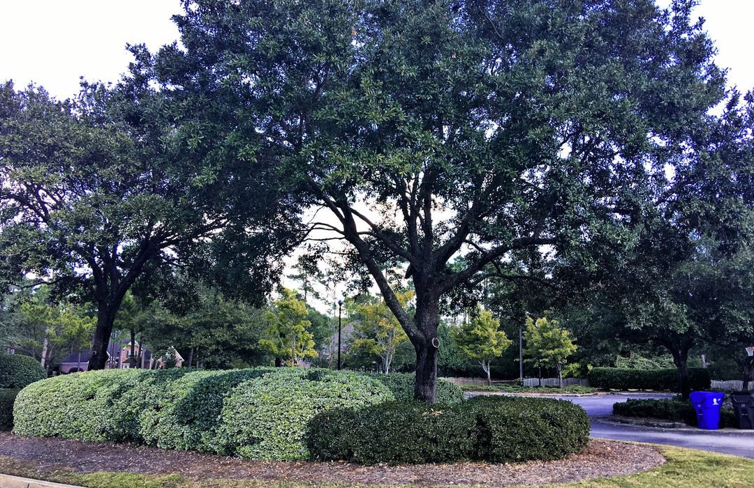 Masonboro Forest Homes for Sale in Wilmington, NC The Cameron Team