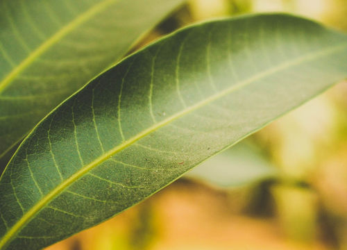 Stoney Creek Plantation