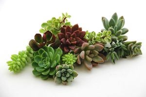 10 Assorted Succulent Cuttings from Shop Succulents