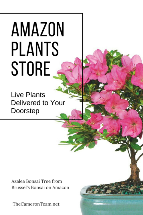 Amazon Plants Store Launches Delivers Live Plants to Your Doorstep