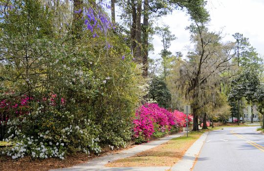 Forest Hills - Streetscape
