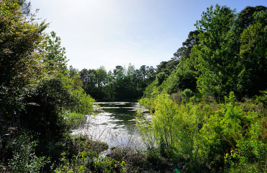 The Gardens Retention Pond