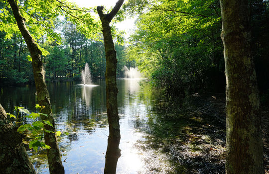 Oyster Point - Water View