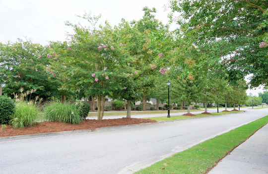 Crepe Myrtles at the Entrance of Rivers Edge