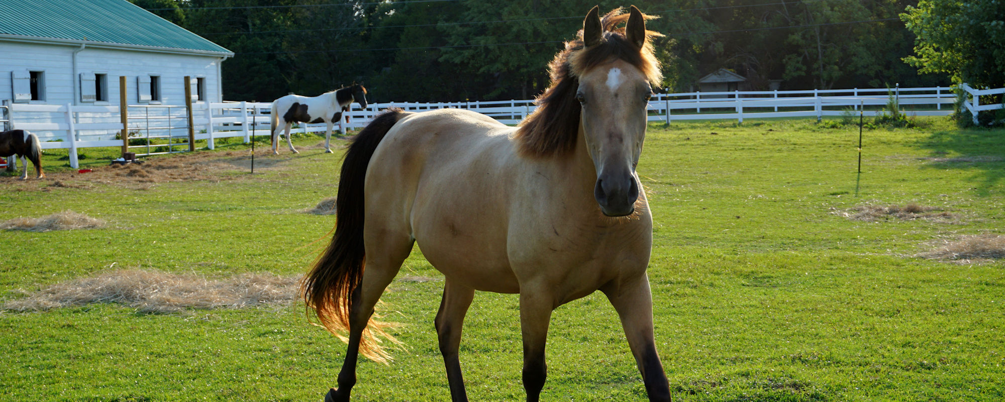 Escoba Bay Homes for Sale in Sneads Ferry, NC The Cameron Team