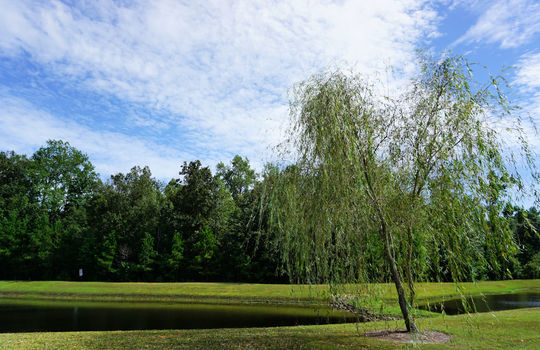 Lanvale Forest - Pond