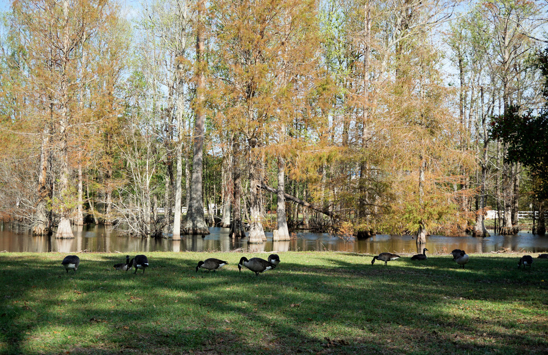 Whitebridge Homes for Sale in Hampstead, NC The Cameron Team