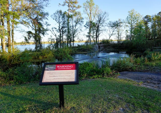 Alligator Habitat