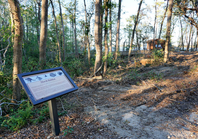 Marsh Habitat