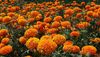 Marigolds from Pixabay