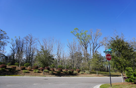 Grayson Park - Street and Landscaping