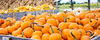 Pumpkins - Fall - Pixabay - Coastal North Carolina