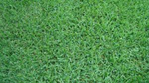 Grass - LawnStarter